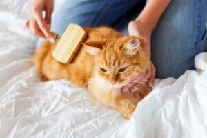 Kedi Tüy Yumakları - Onlarla Nasıl Başa Çıkılır