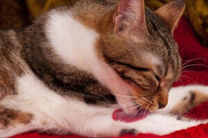 Kedilerde Tüy Yumağı: Nedenleri, Belirtileri ve Tedavileri