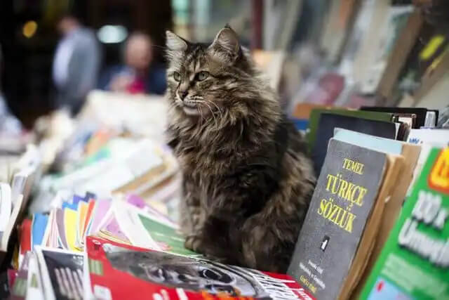 kitapların arasında kedi