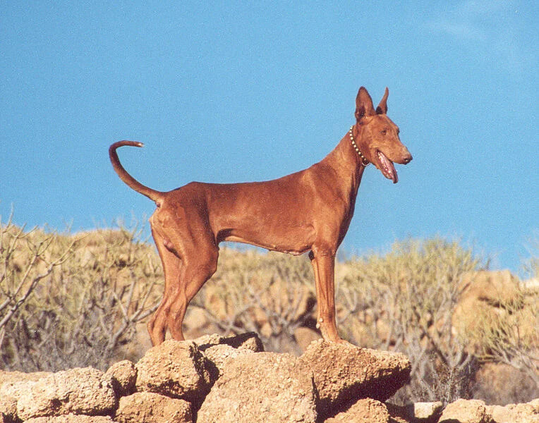 Podenco Canario: İlginç Bir Köpek