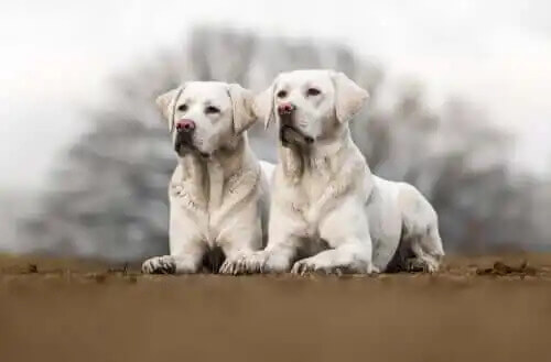 klonlanmış köpek