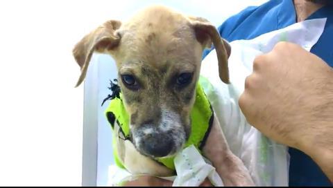 köpek yavrusu pascal tedavisi