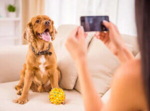 Köpek Sahipleri için En İyi Uygulamalar