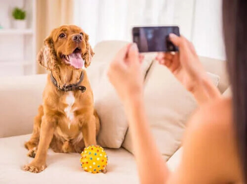 Köpek Sahipleri için En İyi Uygulamalar