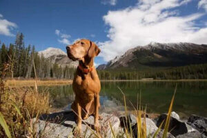 Bir Köpeğin Altıncı Hissi Hakkında Her Şeyi Öğrenin
