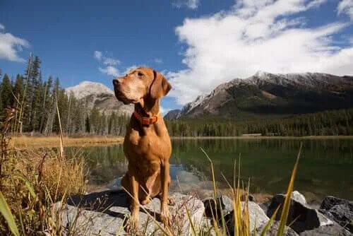 Bir Köpeğin Altıncı Hissi Hakkında Her Şeyi Öğrenin