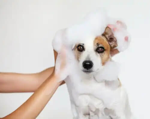köpükler içinde banyo yapan köpek