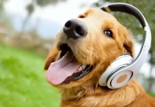 kulaklıklı köpek