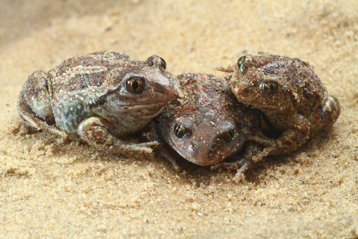 kumda duran üç kurbağa