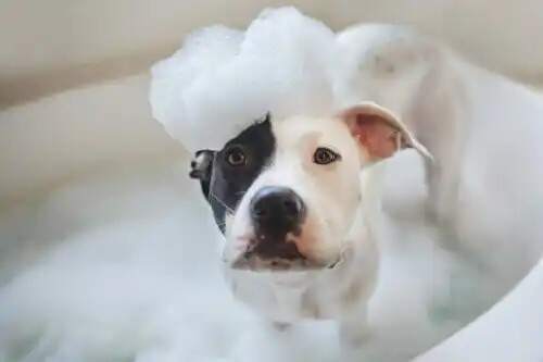 kafasında köpüklerle banyoda bir köpek