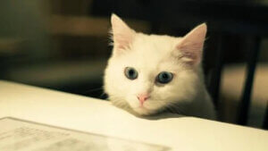 Apartman Yaşamı İçin En Uygun Evcil Hayvanlar ve Köpek Irkları