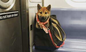 Köpek Sahipleri Köpeklerini New York Metrosuna Sokmak İçin Ne Yapıyorlar?