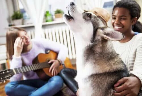 Köpekler ve Müzik - Hayvanların Müzik Algısı Var mı?