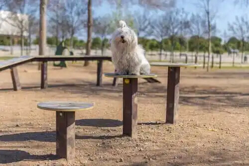 parkta oturan köpek