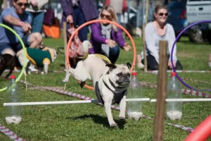 Köpek Parkları - Yürüyüşlerinizi Daha Heyecanlı Hale Getirin