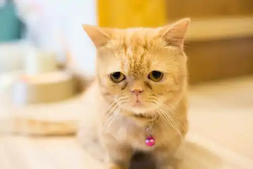 pembe tasmalı yavru kedi