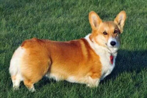 Pembroke Welsh Corgi: Bilmeniz Gereken Her Şey