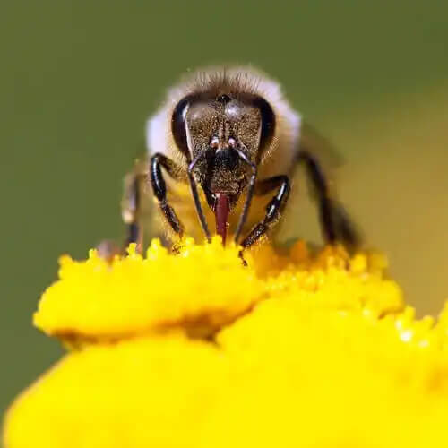 çiçek dölleyen arı