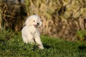 poddle cinsi köpek