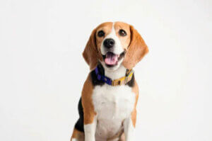 Beagle'larda Epilepsi ve Nedenleri