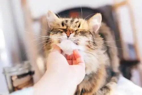 sahibine kendisini sevdiren kedi
