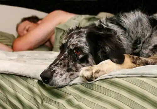 sahibiyle yatakta yatan köpek