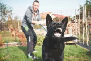 Potansiyel Olarak Tehlikeli Bir Köpek Nasıl Eğitilir