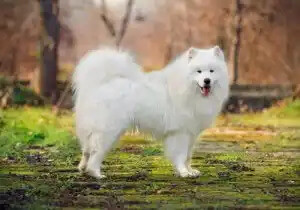 samoyed köpek