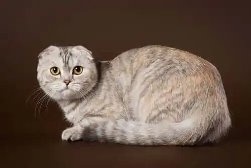 scottish fold kedi
