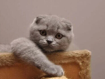 Scottish Fold Dunyanin En Tatli Kedisi My Animals