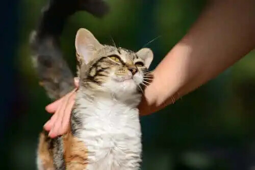 kendisini sevdiren kedi