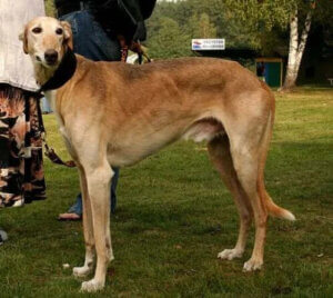 Sighthound Ailesi: Dünyanın Her Yerinden 7 Irk