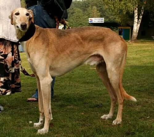Sighthound Ailesi: Dünyanın Her Yerinden 7 Irk