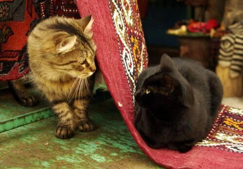 Kedi Barınağı Olarak Görev Yapan Cami Hakkında Bilgi Edinin