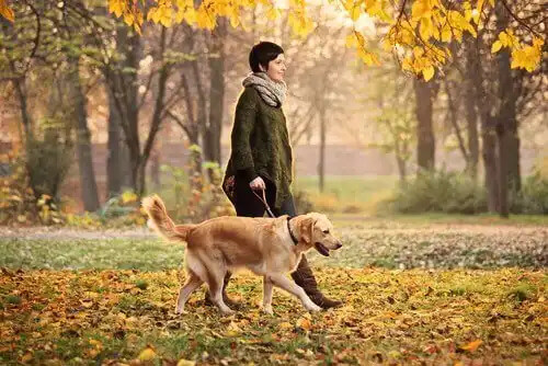 sonbaharda yürüyüş yapan sahibiyle köpek