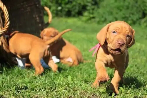 çimlerde sosyalleşen köpekler