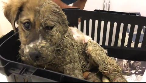 tutkala bulanmış köpek pascal