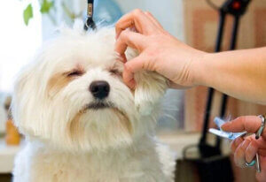 Köpeğinizde Soyma Tekniğini Neden Kullanmalısınız?