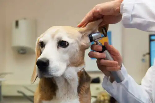 veteriner köpeğin kulağına bakıyor