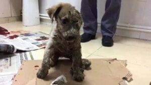 Köpek Yavrusu Pascal, Tutkala Kaplanıp Ölüme Bırakıldıktan Sonra Kurtarıldı