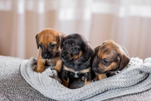 Yavru Köpeklerin Neden Diğer Köpeklerle Etkileşime Girmeleri Gerekir?