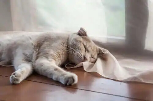 yerde yatan kedi