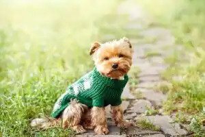 yeşil hırka giymiş köpek