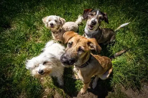 yukarıya bakan köpekler