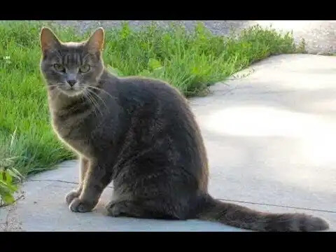 çim kenarında yolda duran kedi