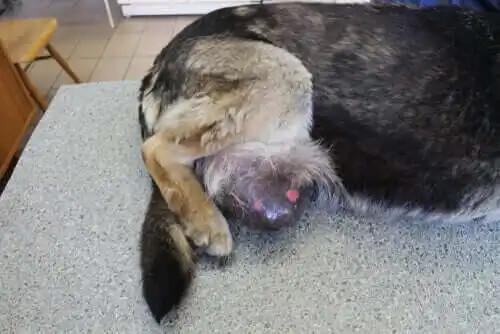 köpekte zührevi tümör