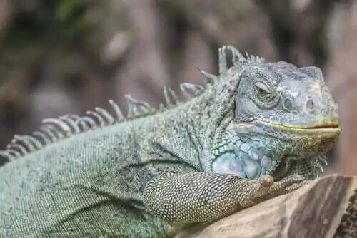 iguana bakışları