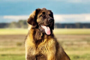 Leonberger ile Tanışın: Almanya'dan Bir Köpek Irkı