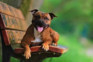 Staffordshire Bull Terrier Hakkında Her Şeyi Öğrenin