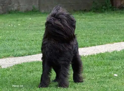 affenpinscher cinsi köpek